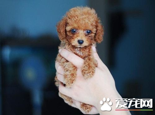 茶杯泰迪犬一般最高長到多少 肩高不超過8英寸