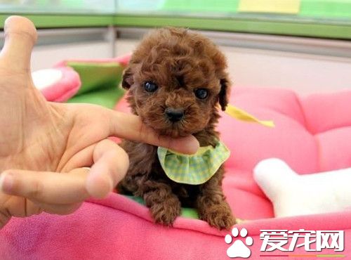 茶杯泰迪犬一般最高長到多少 肩高不超過8英寸