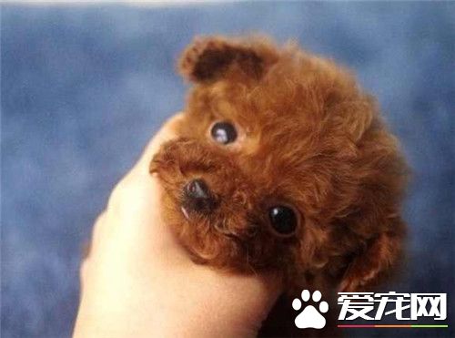 茶杯泰迪犬外形特點 外形和玩具泰迪熊犬類似