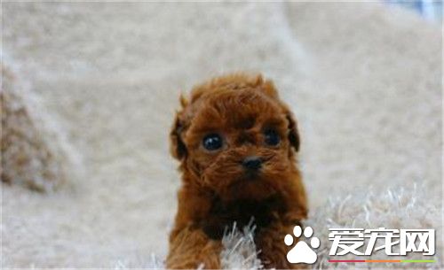 茶杯泰迪犬外形特點 外形和玩具泰迪熊犬類似