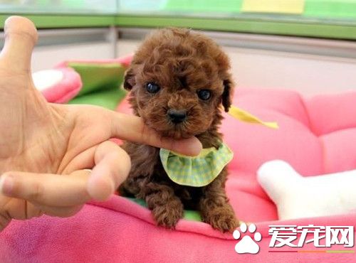 茶杯泰迪犬外形特點 外形和玩具泰迪熊犬類似