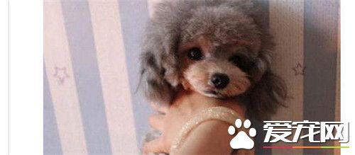 茶杯泰迪犬可以牽狗繩嗎 最好不要牽狗繩