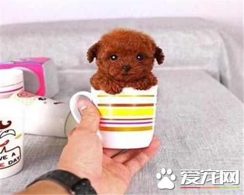 茶杯泰迪犬可以牽狗繩嗎 最好不要牽狗繩