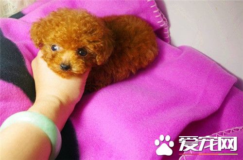 茶杯泰迪犬肩高 茶杯泰迪犬肩高不超過8英寸