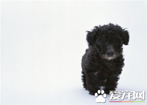 茶杯泰迪犬肩高 茶杯泰迪犬肩高不超過8英寸