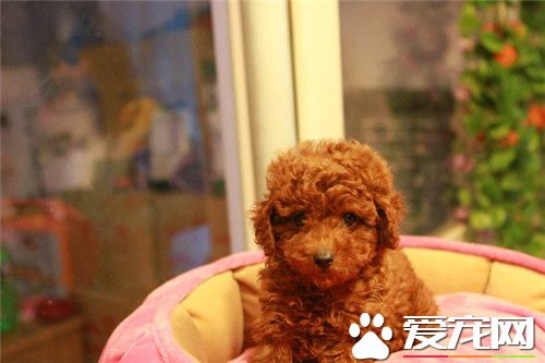 茶杯泰迪犬會看門嗎 茶杯泰迪犬是不會看門的