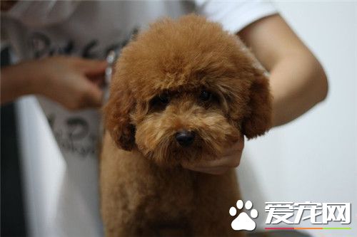 茶杯泰迪犬會看門嗎 茶杯泰迪犬是不會看門的