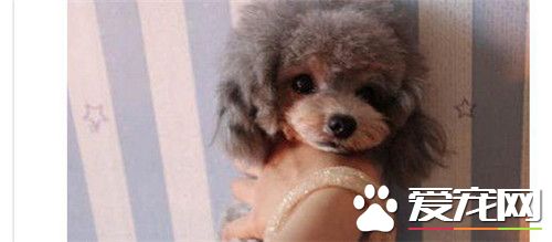 茶杯泰迪犬會看門嗎 茶杯泰迪犬是不會看門的