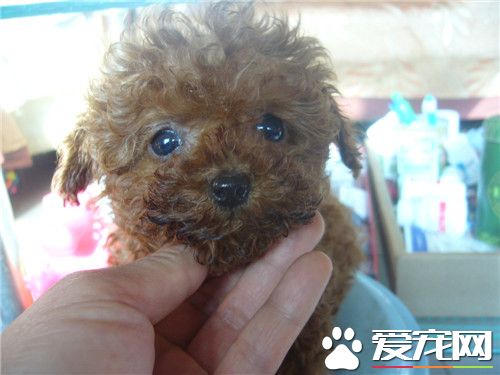 茶杯泰迪犬多大 泰迪犬的體型在18厘米以下