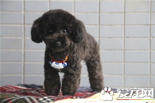 茶杯泰迪犬的樣子 肩高在20厘米以內的泰迪犬