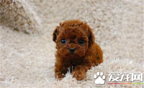 茶杯泰迪犬多大 泰迪犬的體型在18厘米以下