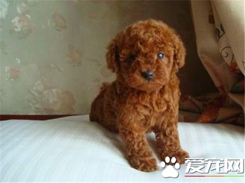 茶杯泰迪犬的樣子 肩高在20厘米以內的泰迪犬