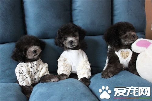 茶杯泰迪犬的樣子 肩高在20厘米以內的泰迪犬