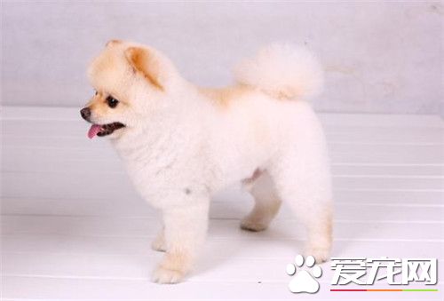 博美犬好不好養 博美犬是不好養的狗狗