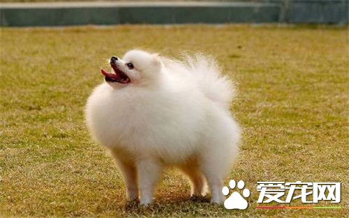 博美犬好不好養 博美犬是不好養的狗狗