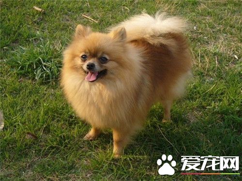 博美犬好不好養 博美犬是不好養的狗狗