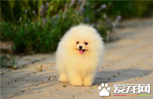 博美犬貴不貴 幼犬的價格一般在2000到8000元
