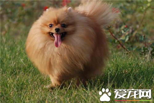 博美犬貴不貴 幼犬的價格一般在2000到8000元