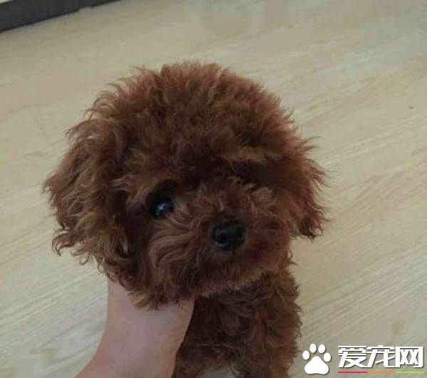 茶杯泰迪犬的壽命 壽命在12到15年左右