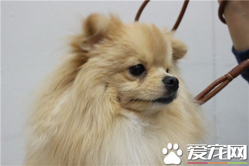 博美犬狗糧 選擇博美犬狗糧需要注意的事項