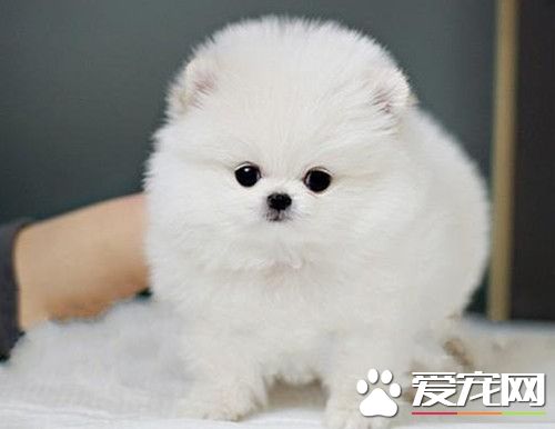 博美犬煩躁不安 博美犬煩躁不安是怎麼回事