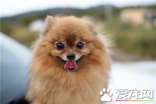 博美犬煩躁不安 博美犬煩躁不安是怎麼回事