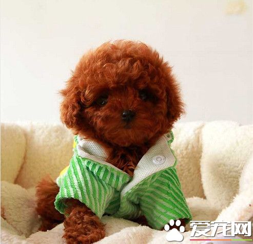 茶杯泰迪犬吃什麼 茶杯泰迪犬的食物注意事項