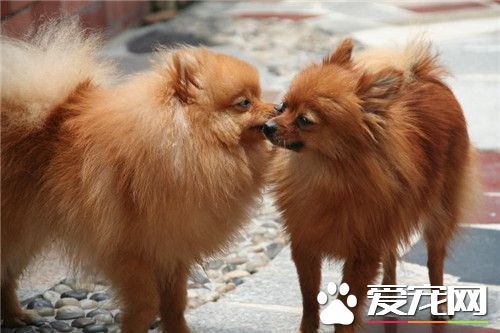 博美犬的種類 博美犬是德國狐狸犬的一種