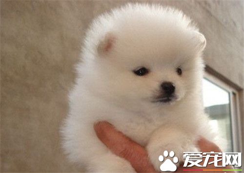博美犬的種類 博美犬是德國狐狸犬的一種