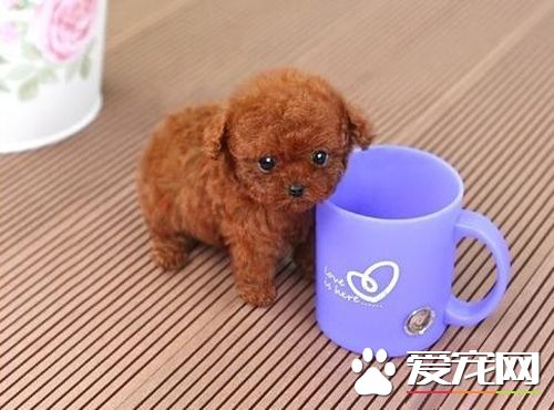 茶杯泰迪犬長不大 茶杯泰迪一般2至4磅重