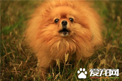 博美犬的種類 博美犬是德國狐狸犬的一種