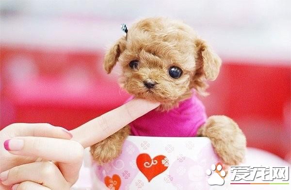 茶杯泰迪犬長不大 茶杯泰迪一般2至4磅重