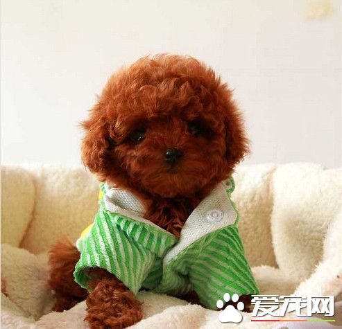 茶杯泰迪犬長不大 茶杯泰迪一般2至4磅重