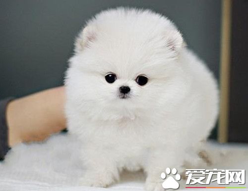 博美犬的原產地 博美犬的原產地就是德國