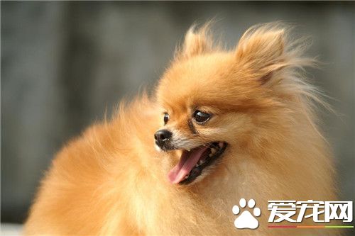 博美犬的優缺點 對人非常的友好沒有攻擊性