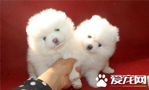 博美犬的優缺點 對人非常的友好沒有攻擊性