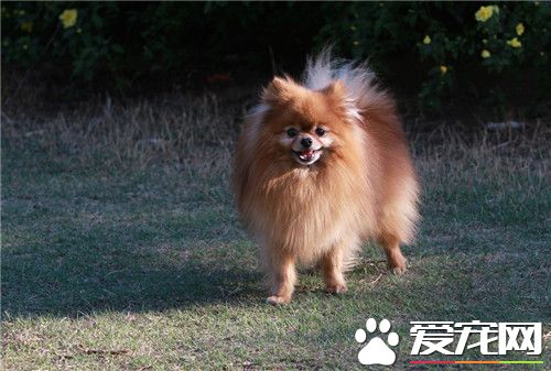 博美犬的原產地 博美犬的原產地就是德國