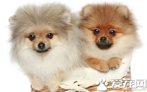 博美犬的原產地 博美犬的原產地就是德國