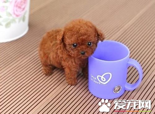 茶杯泰迪犬不聽話能揍嗎 茶杯泰迪犬的訓練技巧