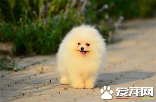 博美犬的修剪造型 博美犬家庭妝應以直剪為主