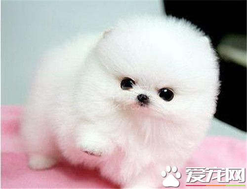 博美犬的修剪造型 博美犬家庭妝應以直剪為主