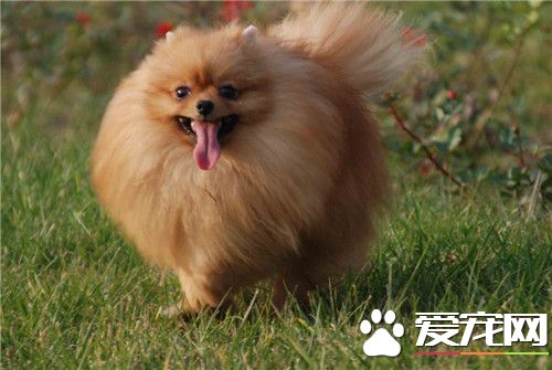 博美犬的修剪造型 博美犬家庭妝應以直剪為主