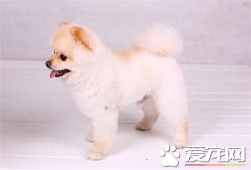 博美犬的壽命是多少年 一般壽命可達10到20年