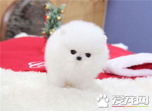 博美犬的壽命是多少年 一般壽命可達10到20年