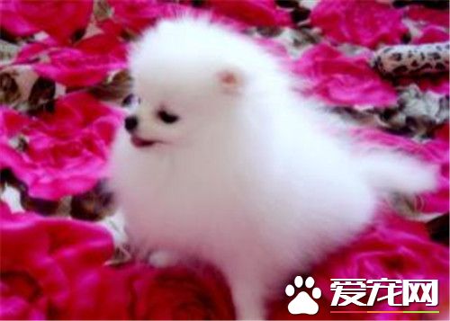 博美犬的毛剪頭 博美犬的毛剪頭方法