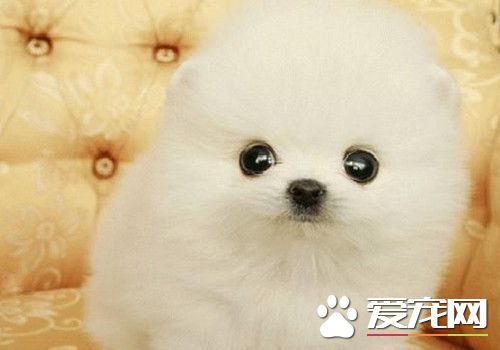 博美犬的壽命是多少年 一般壽命可達10到20年
