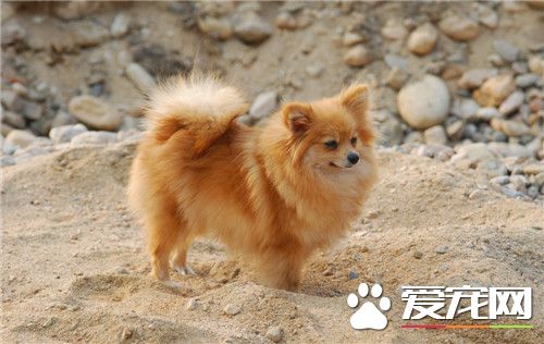 博美犬的毛剪頭 博美犬的毛剪頭方法