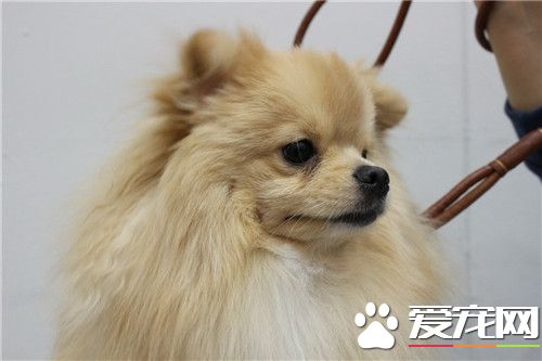 博美犬的毛剪頭 博美犬的毛剪頭方法