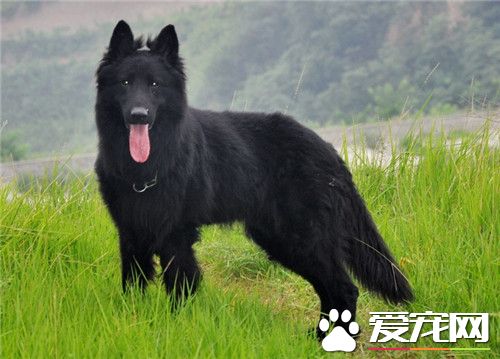 比利時牧羊犬交配期 6到8個月第一次發情