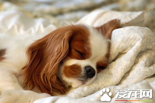 查理士王小獵犬智商 查理士王小獵犬智商較高